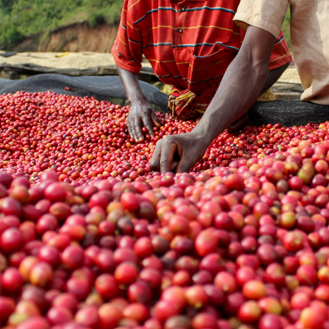 BURUNDI Kibingo, Filterkaffee