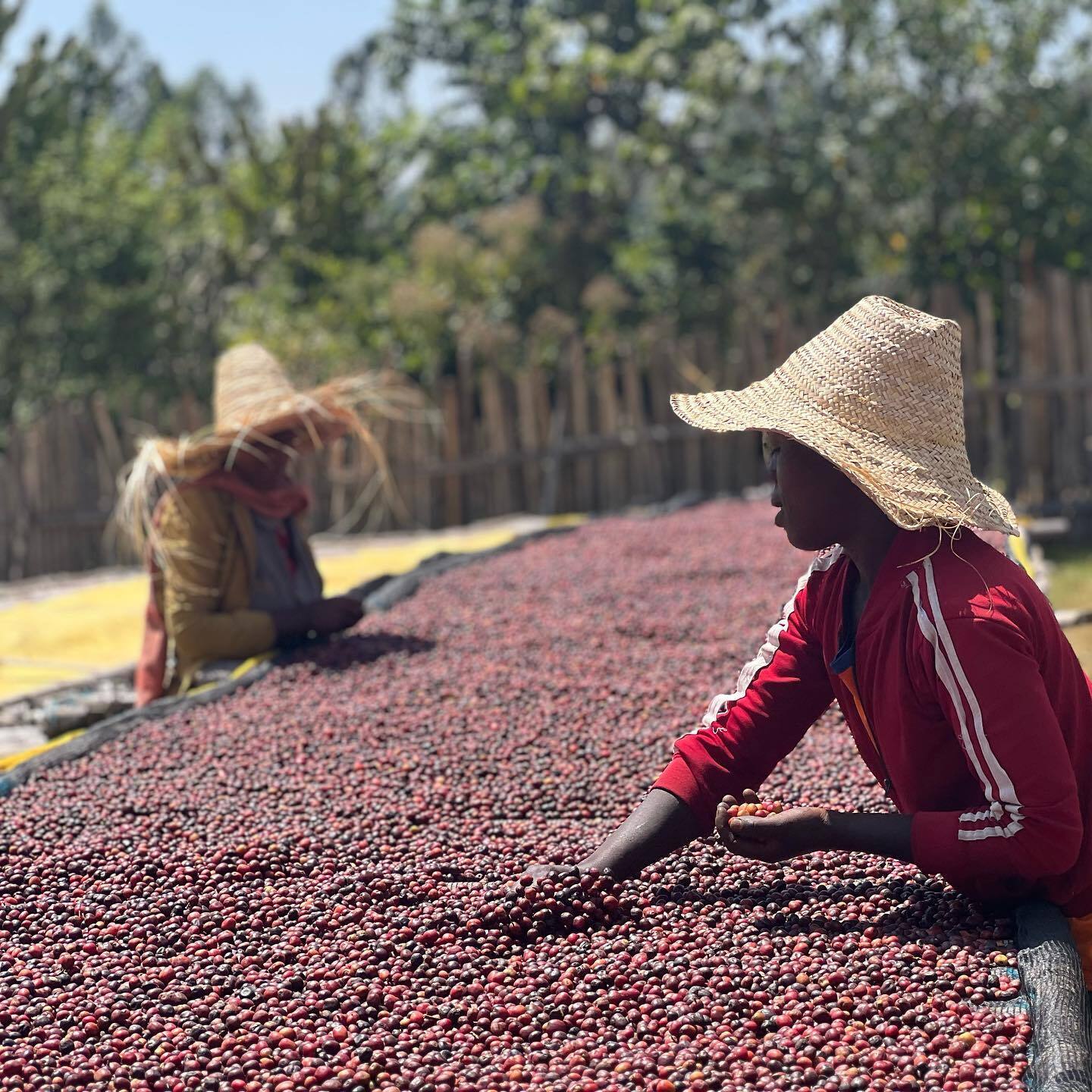 Ethiopia Gara Agena, Filterkaffee