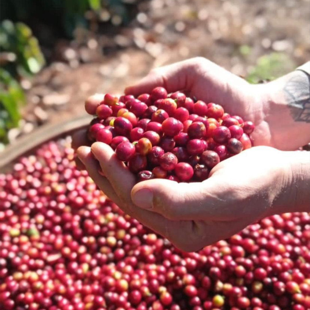 BRAZIL Fazenda Guariroba »Curated by Champions«, Filterkaffee