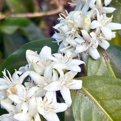 BRAZIL Fazenda Guariroba »Curated by Champions«, Filterkaffee