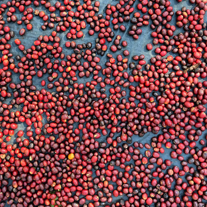 DECAF Mexico Natural, Espresso & Filterkaffee