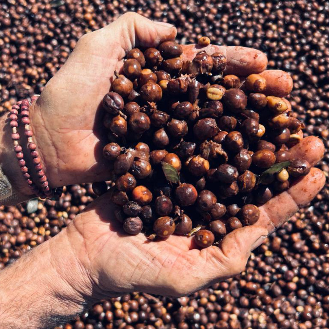 BRAZIL Fazenda Guariroba »Curated by Champions«, Filterkaffee