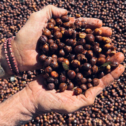 BRAZIL Fazenda Guariroba »Curated by Champions«, Filterkaffee