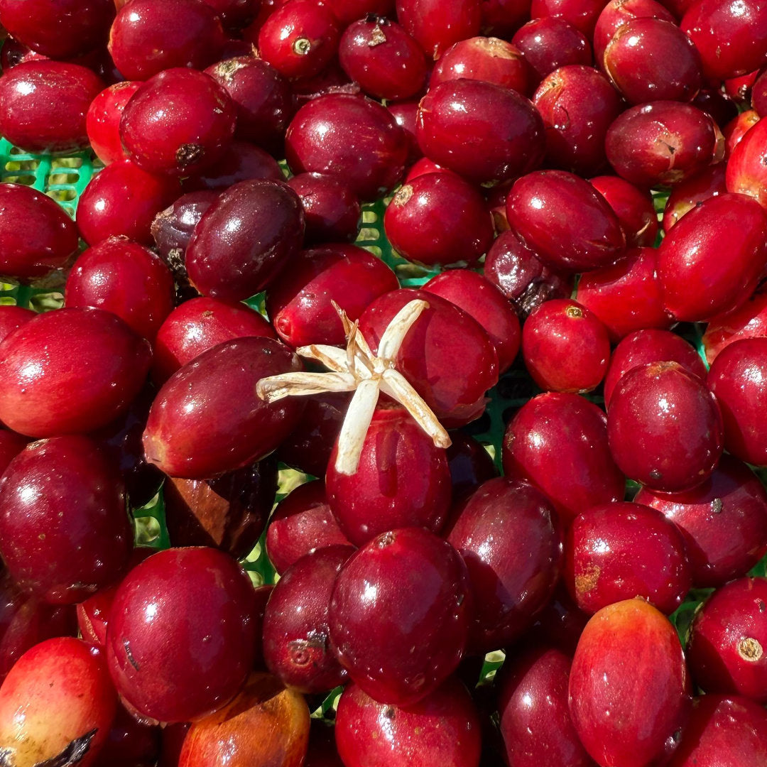 ECUADOR Finca Soledad »Curated by Champions«, Filterkaffee