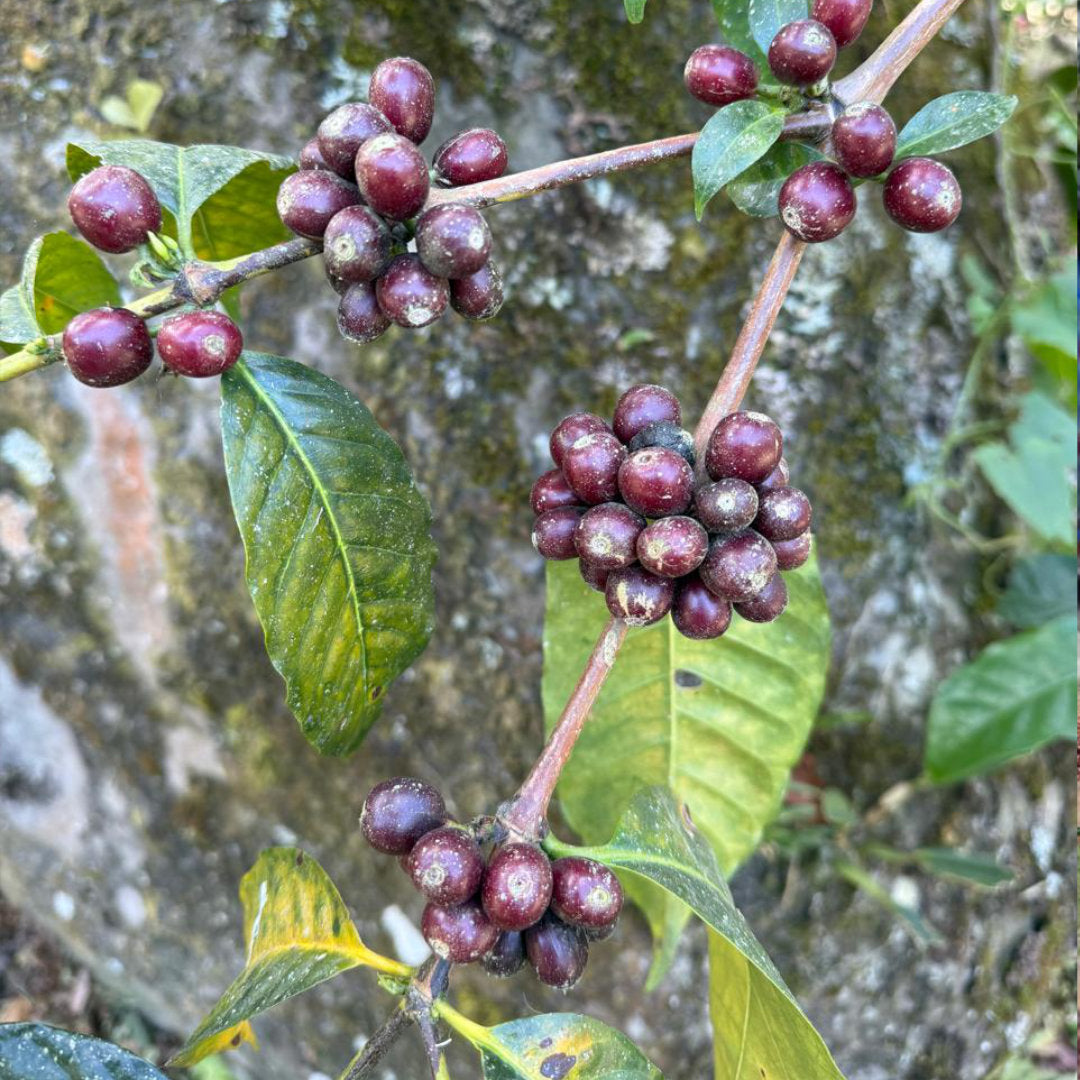 ECUADOR Finca Soledad »Curated by Champions«, Filterkaffee