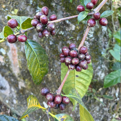 ECUADOR Finca Soledad »Curated by Champions«, Filterkaffee