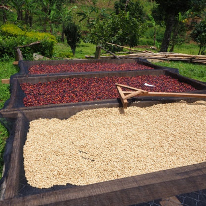 UGANDA Chanzo Espresso